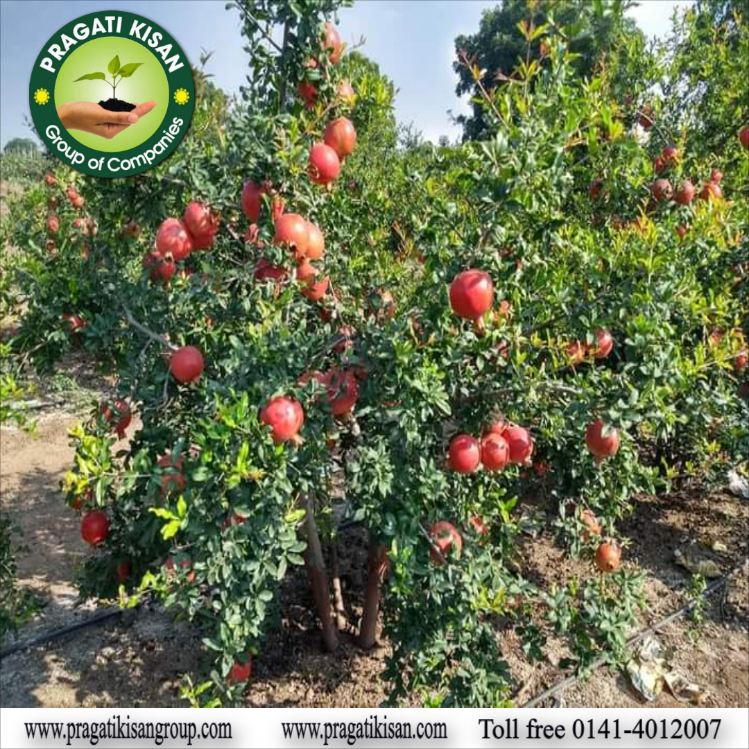 Green Pomegranate Plants