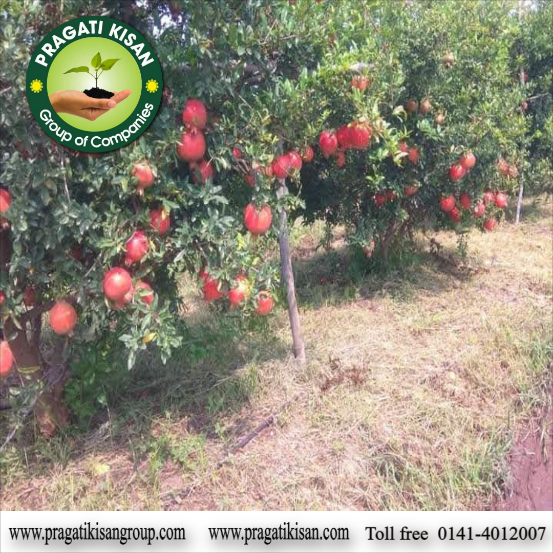 Green Pomegranate Plants