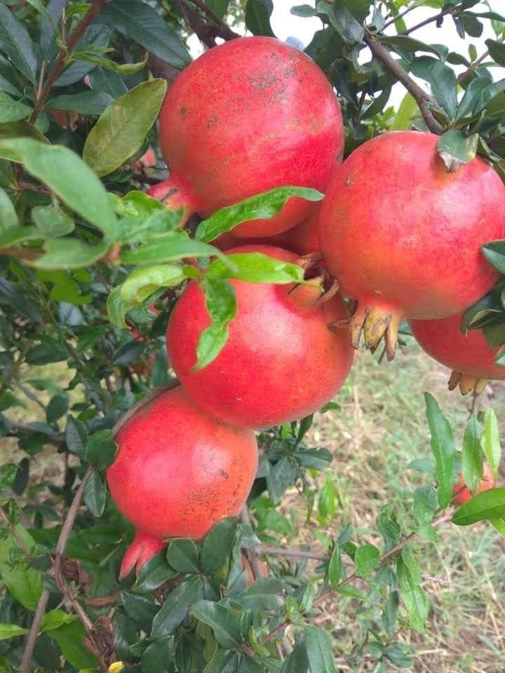 Green Pomegranate Plants