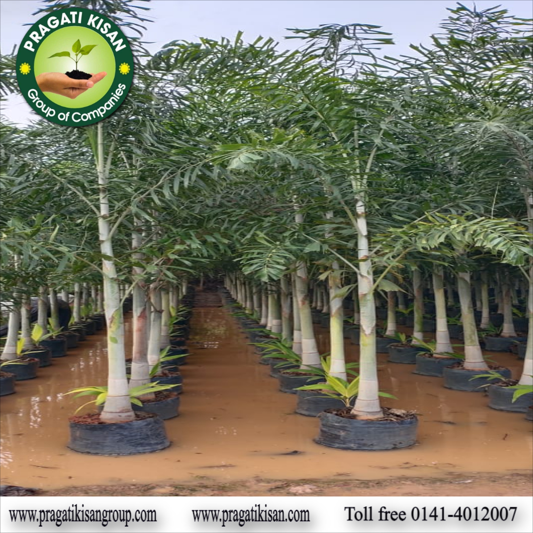 Green Foxtel Palm Plants
