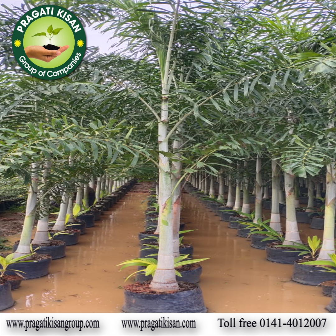 Green Foxtel Palm Plants