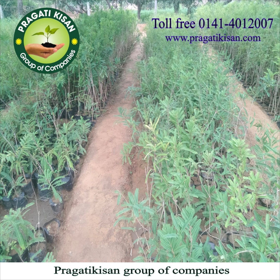 Amla Fruit Plant - Organic, 2 Ft Tall, Green Color | Long Shelf Life Of 25-30 Years, Well-drained Soil Preference