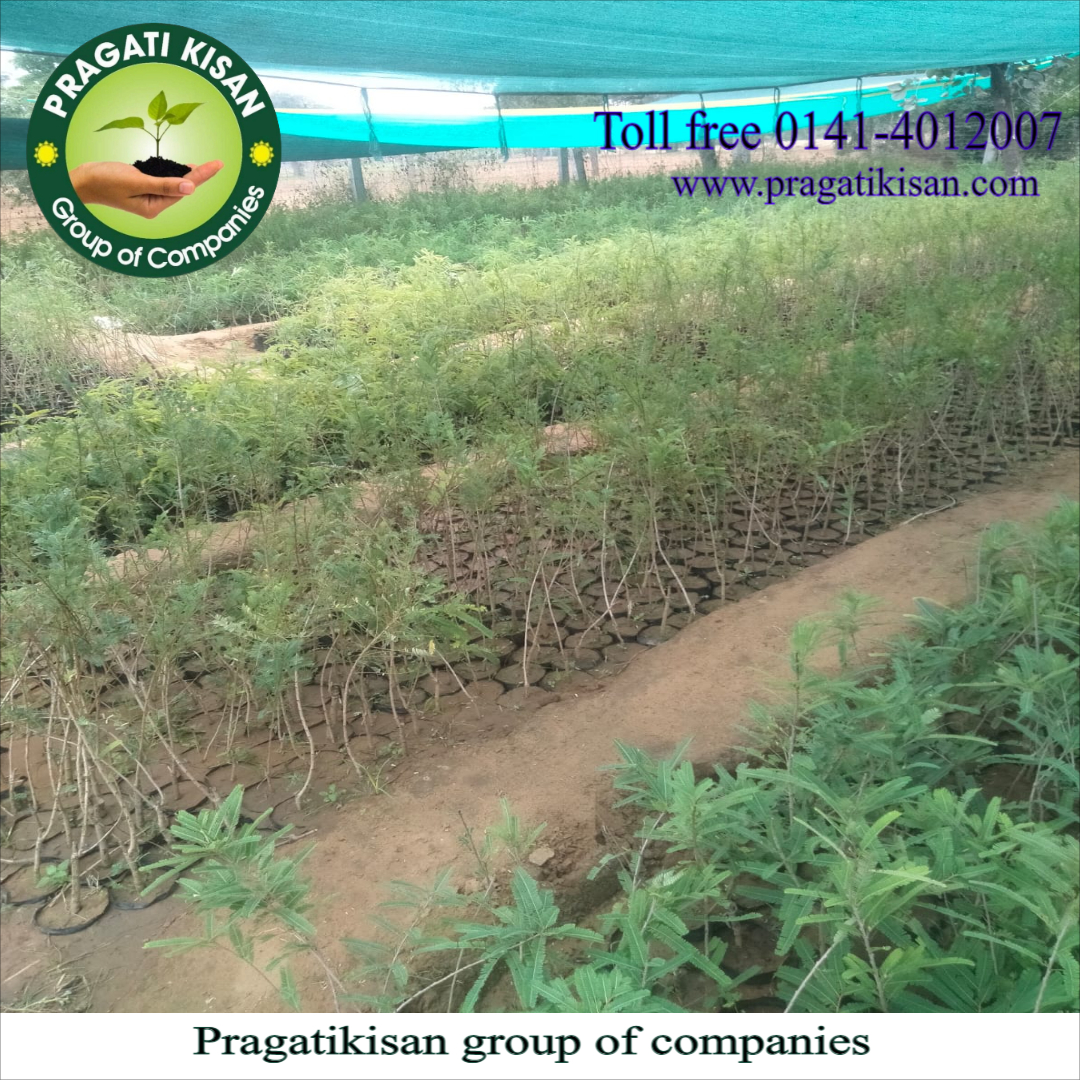 Amla Fruit Plant - Organic, 2 Ft Tall, Green Color | Long Shelf Life Of 25-30 Years, Well-drained Soil Preference