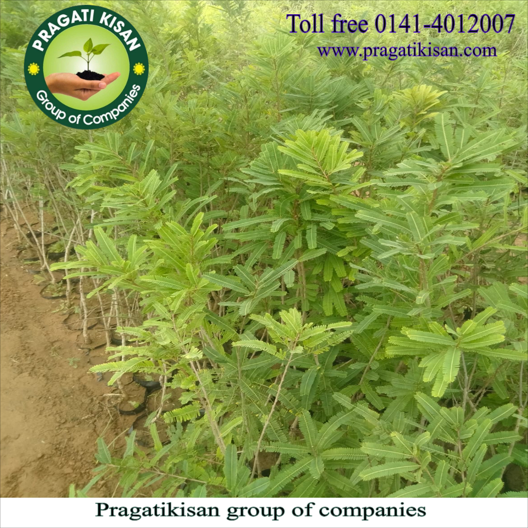 Amla Fruit Plant - Organic, 2 Ft Tall, Green Color | Long Shelf Life Of 25-30 Years, Well-drained Soil Preference