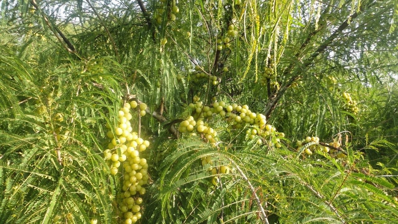Amla Fruit Plant - Organic, 2 Ft Tall, Green Color | Long Shelf Life Of 25-30 Years, Well-drained Soil Preference