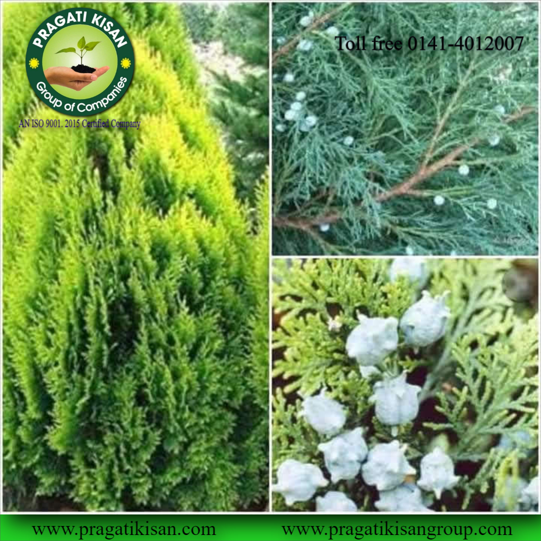 Green Morpankhi Plants