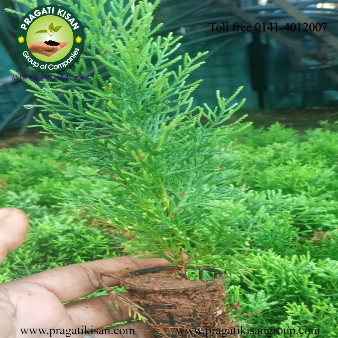 Green Morpankhi Plants