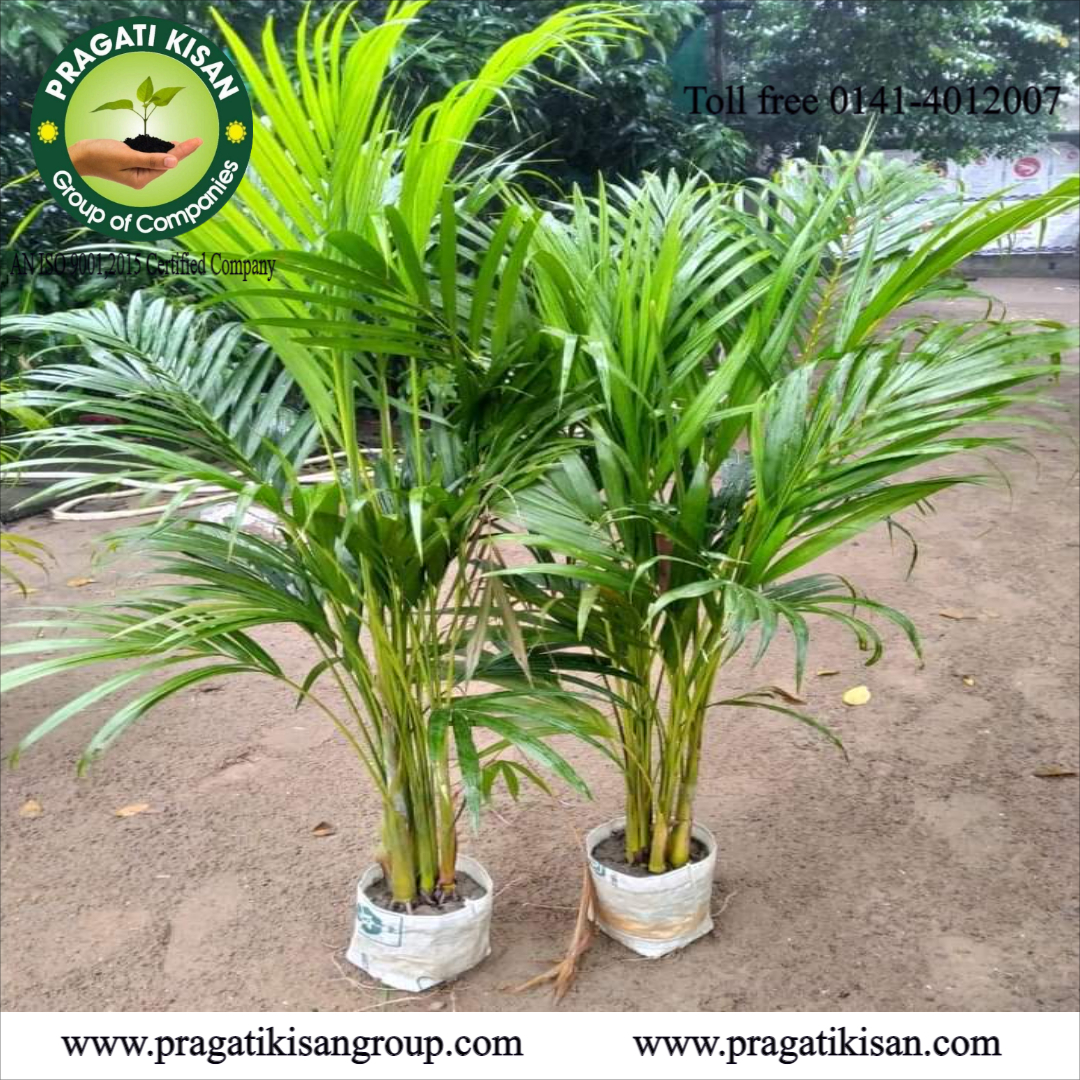Green Bottle Palm Tree Plants