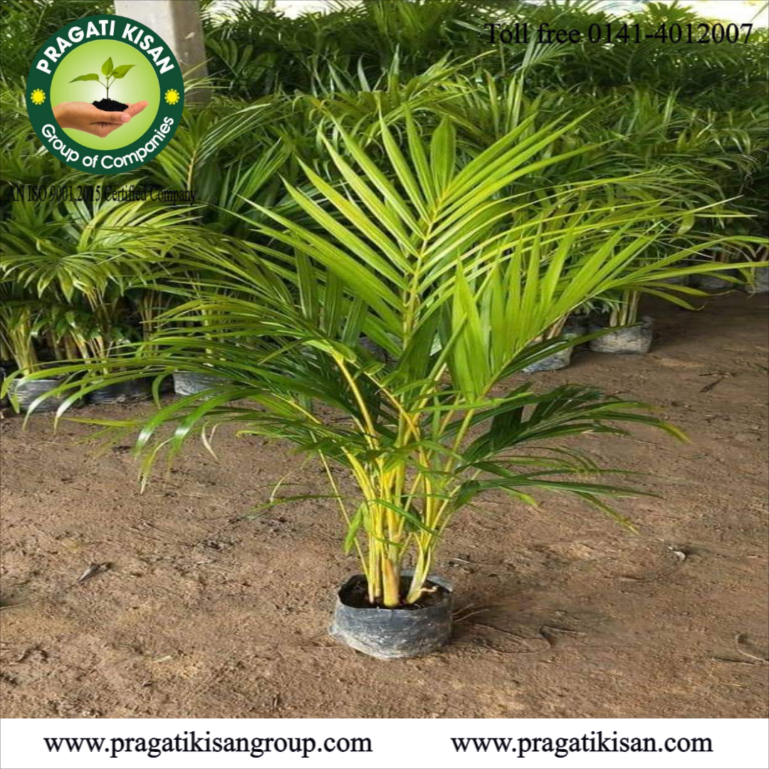 Green Bottle Palm Tree Plants