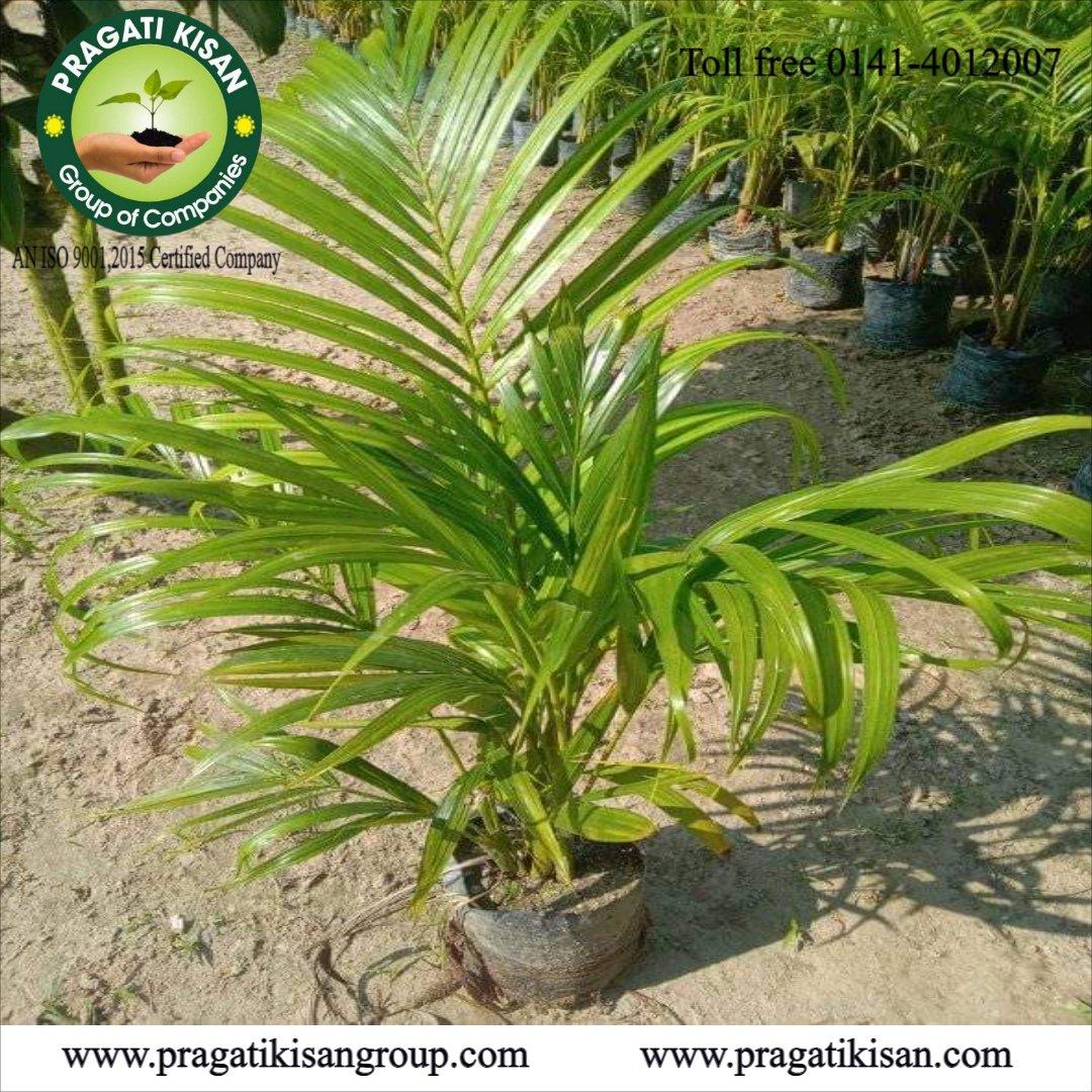 Green Bottle Palm Tree Plants