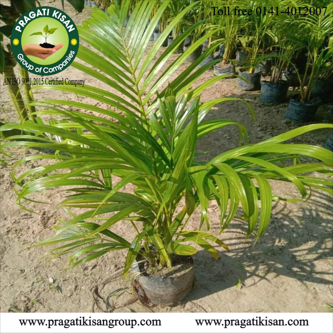 Green Bottle Palm Tree Plants