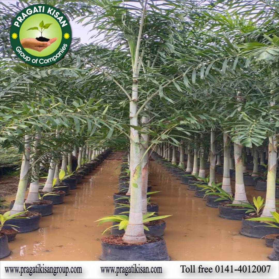 Green Foxtail Palm Plants