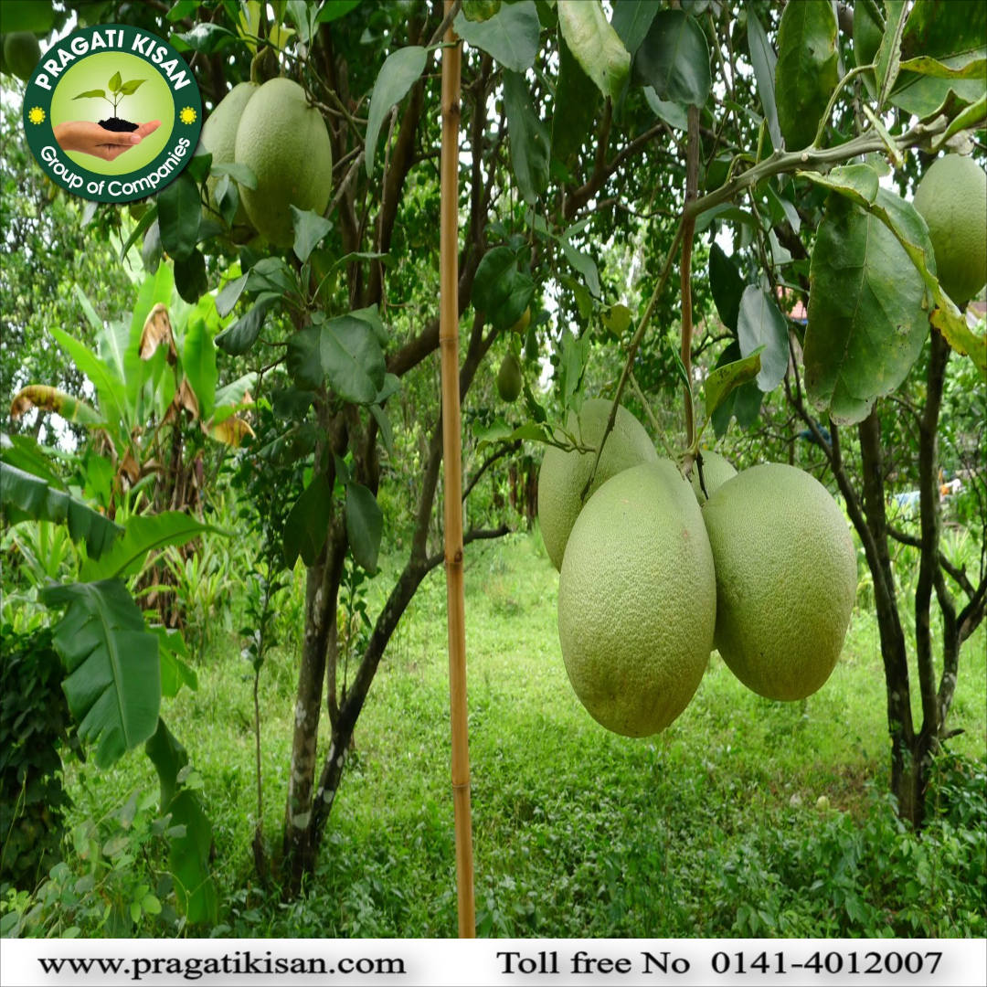 Belpatra Plants - Altitude 1200 m, pH Level 6-8, Organic, Green Color, 1  Foot Size, 25-30 Years Shelf Life - Altitude 1200 M, Ph Level 6-8, Organic,  Green Color, 1 Foot Size,