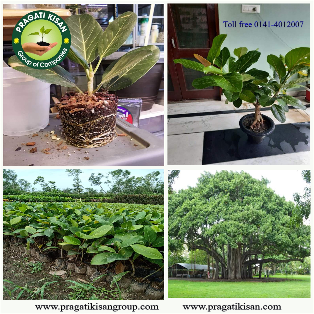 Green Banyan Tree Plants