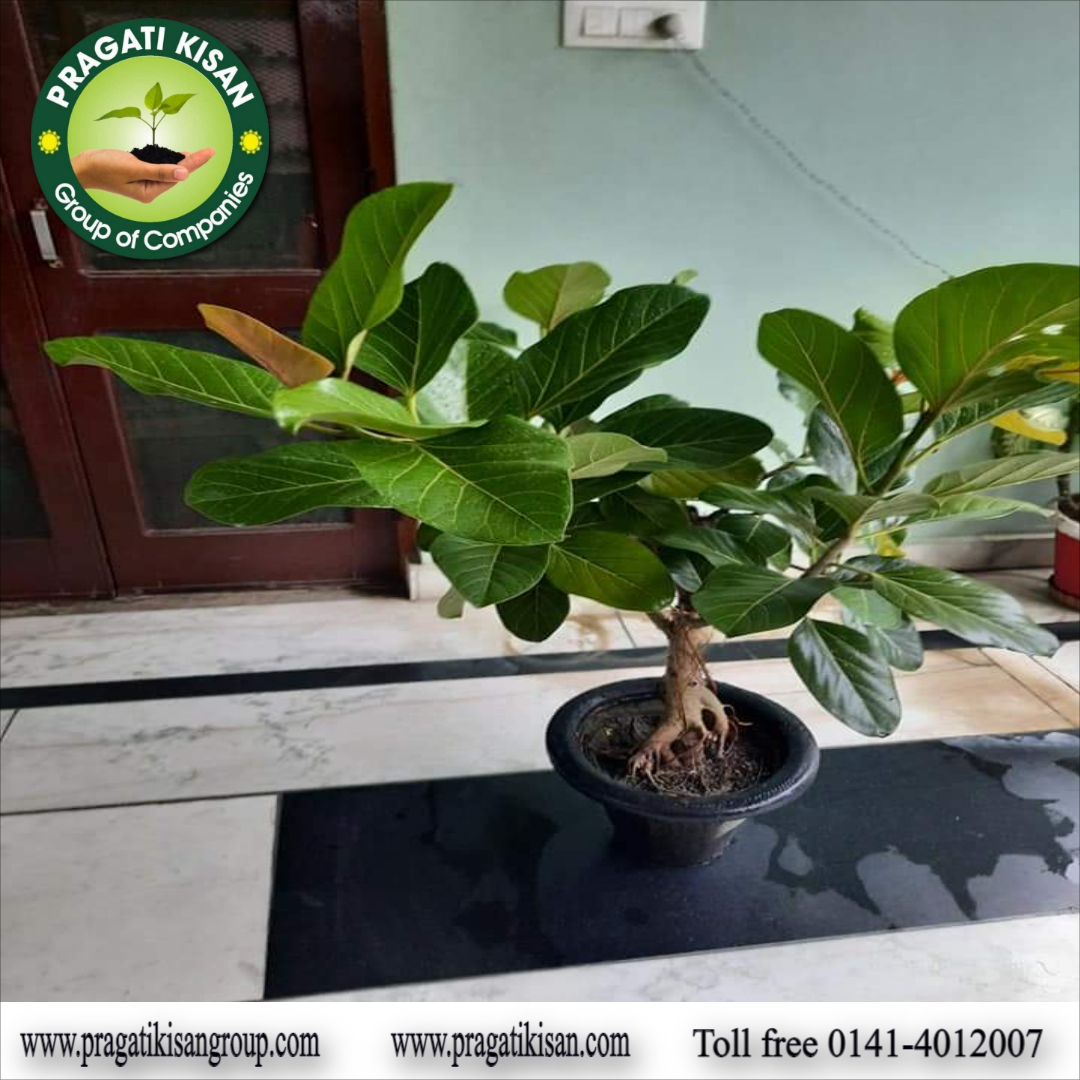 Green Banyan Tree Plants