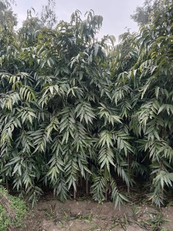Green Ashok Plants