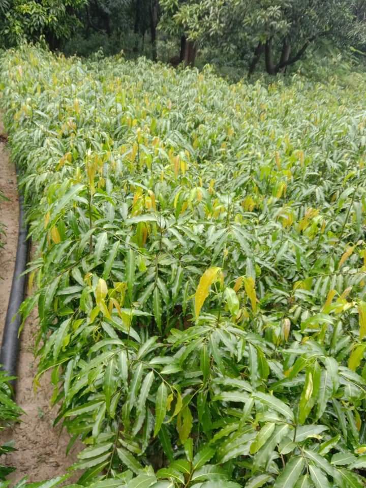 Green Ashok Plants