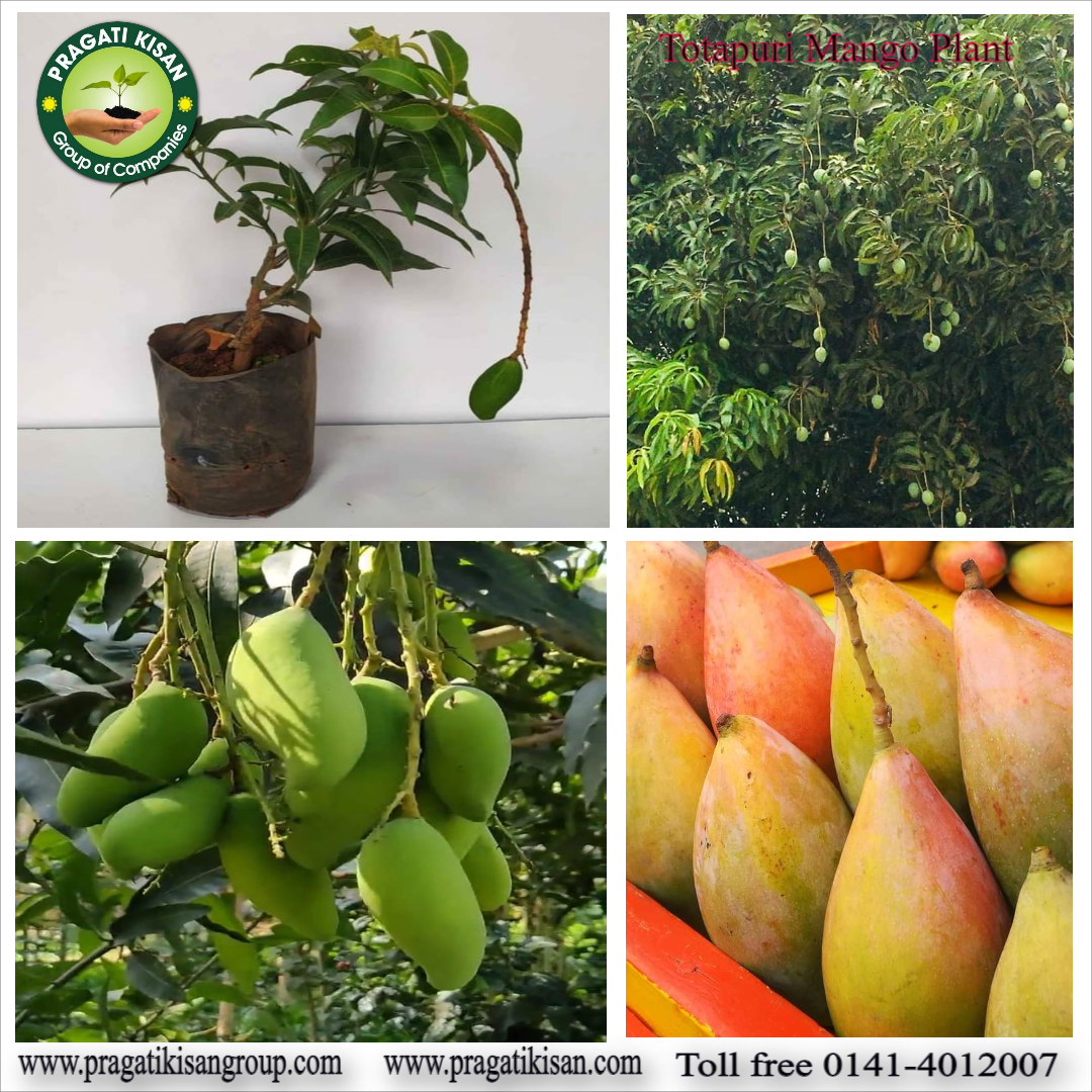 Green Mango Plants