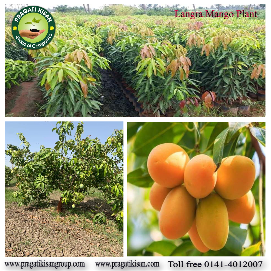 Green Mango Plants