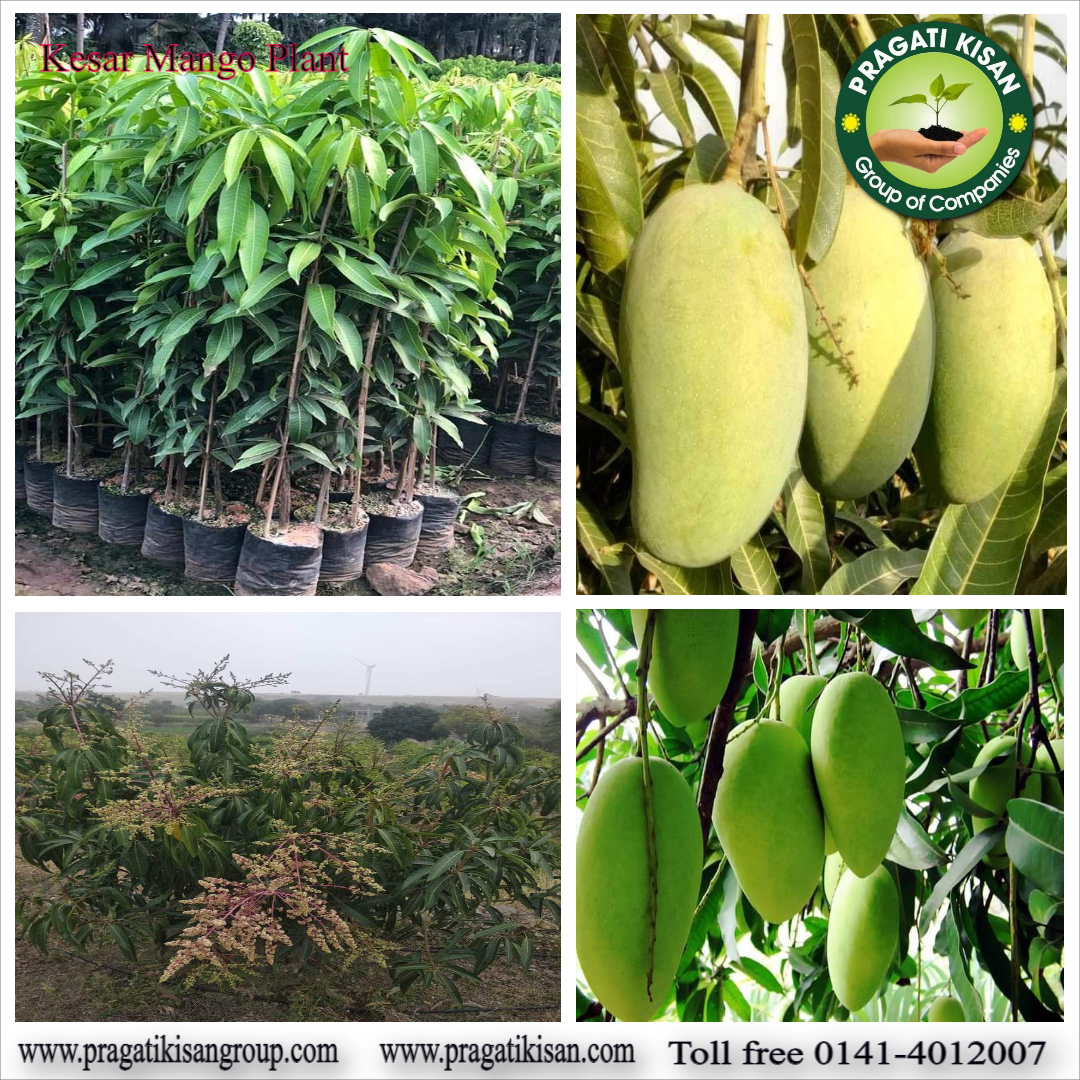 Green Mango Plants