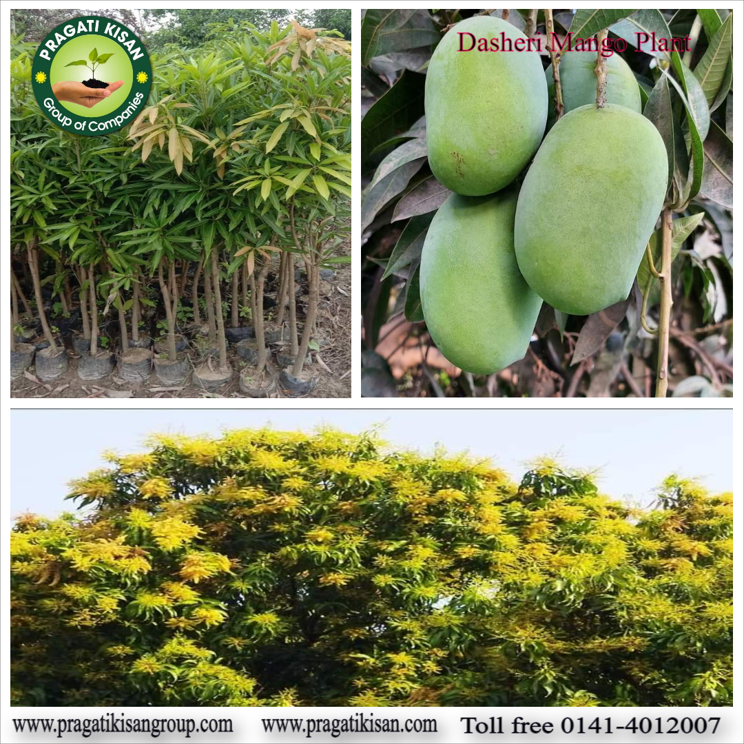 Green Mango Plants