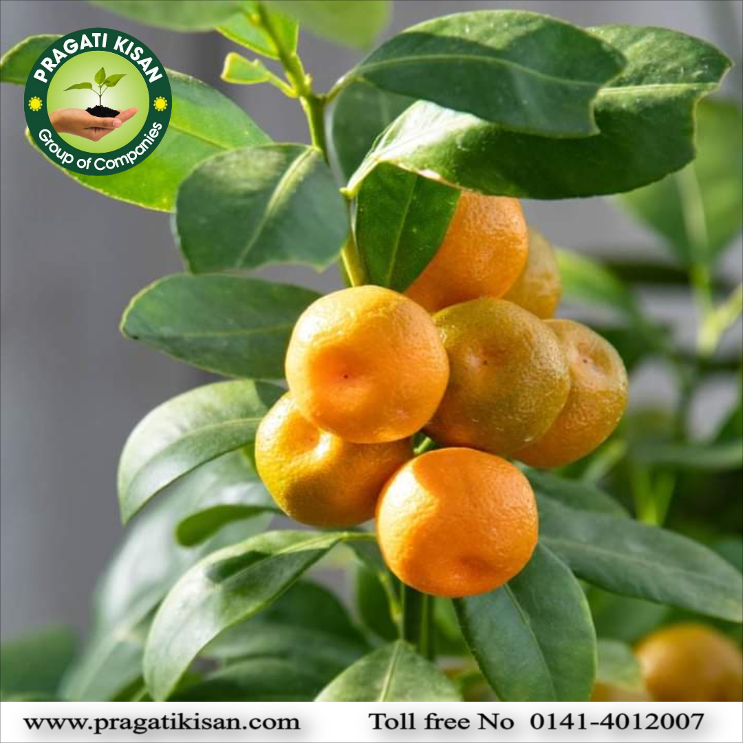Green Orange Plants
