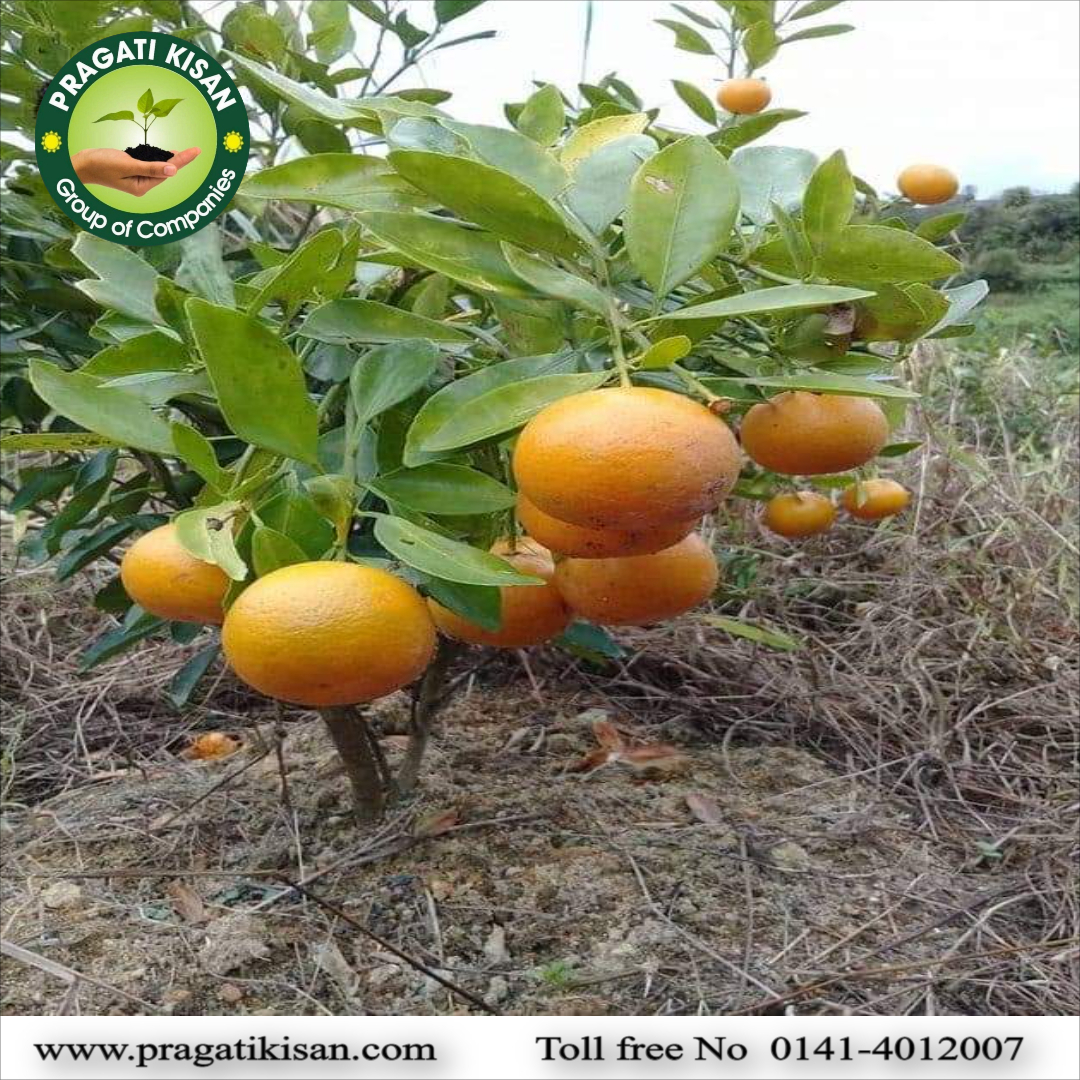 Green Orange Plants