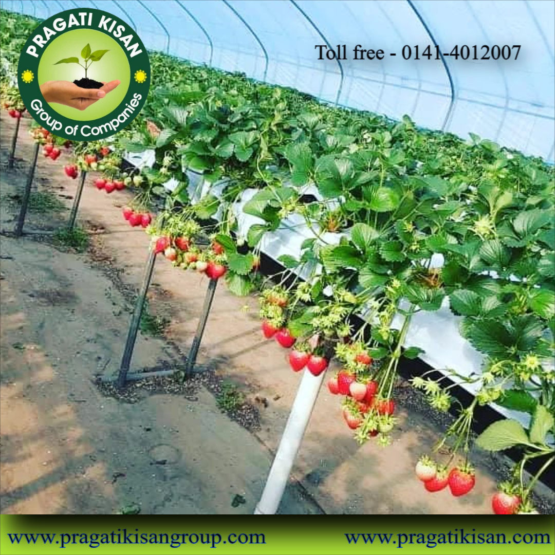 Strawberry Plants - Well-drained, Alkaline Soil | Full Sun Exposure, 0.5 Feet Green Size, 2-3 Years Shelf Life