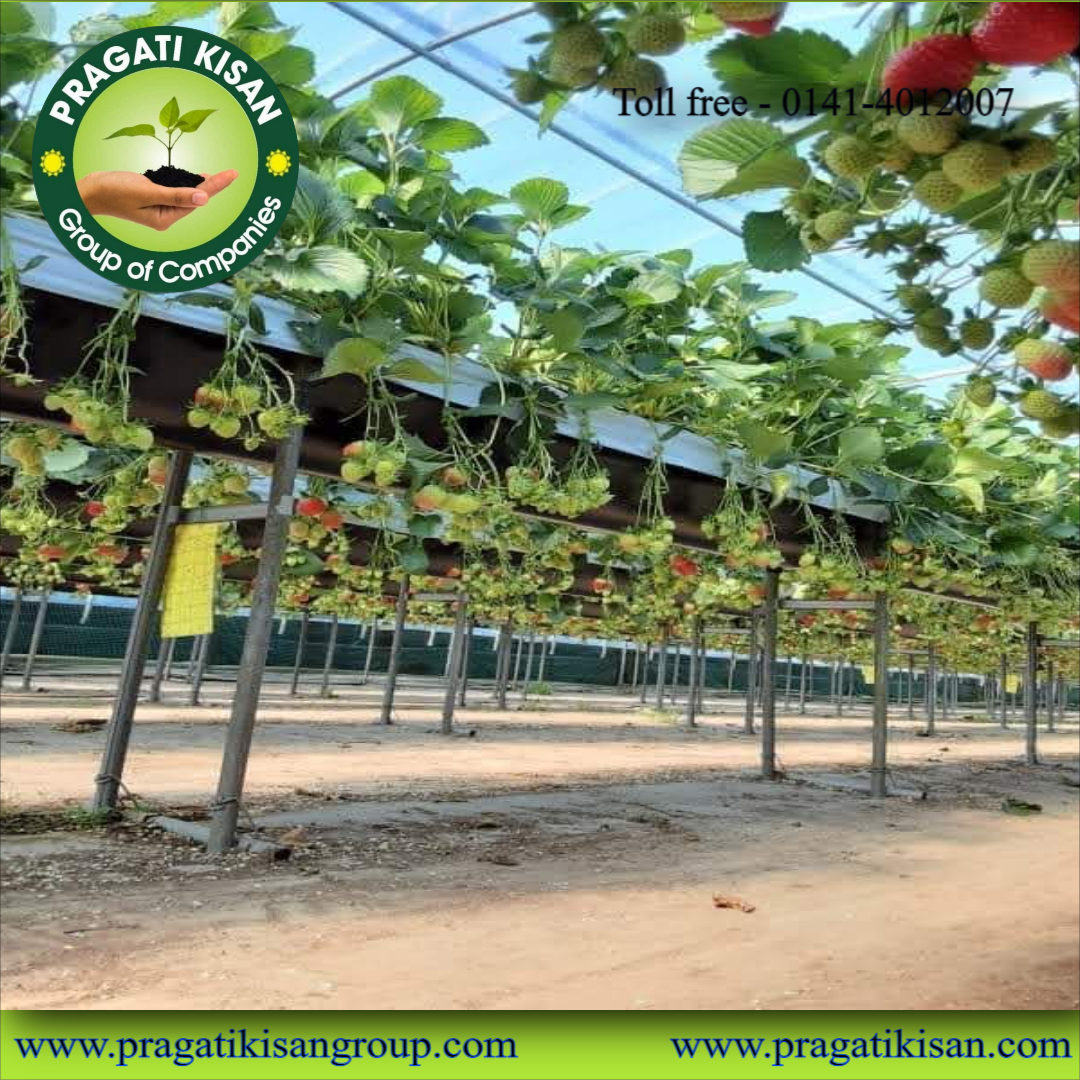 Strawberry Plants - Well-drained, Alkaline Soil | Full Sun Exposure, 0.5 Feet Green Size, 2-3 Years Shelf Life