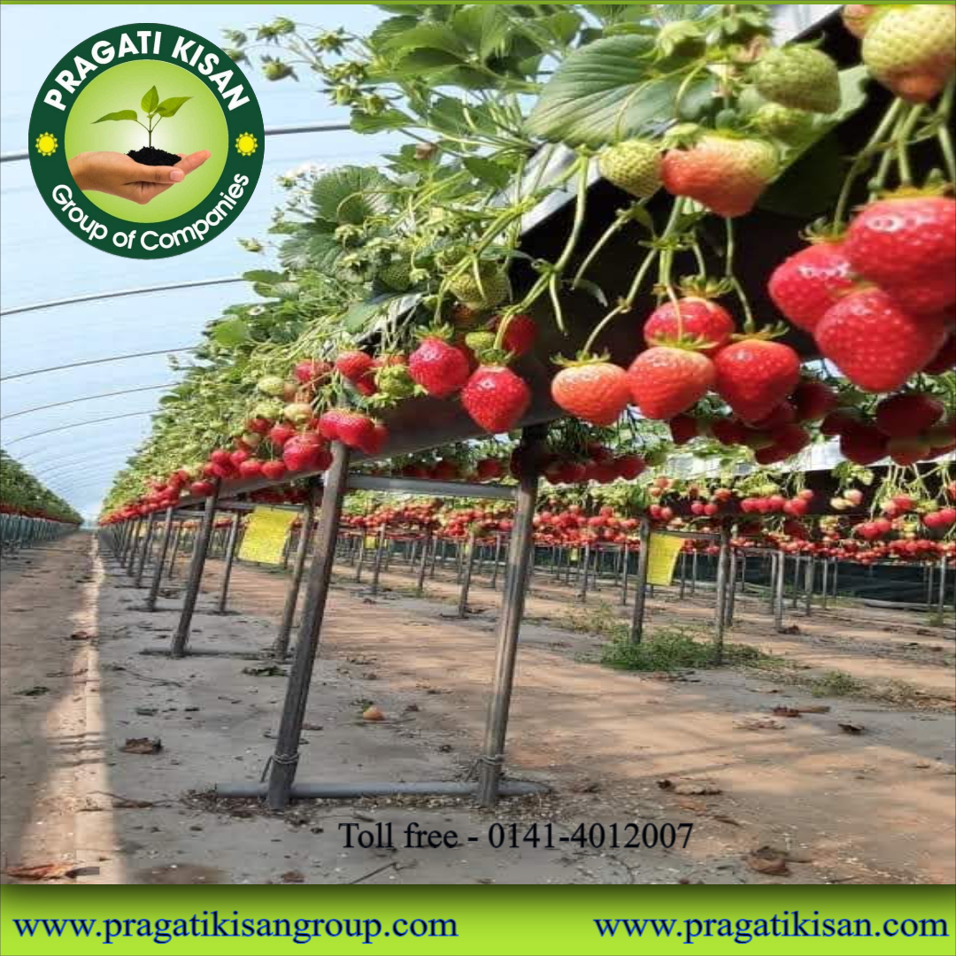 Strawberry Plants - Well-drained, Alkaline Soil | Full Sun Exposure, 0.5 Feet Green Size, 2-3 Years Shelf Life