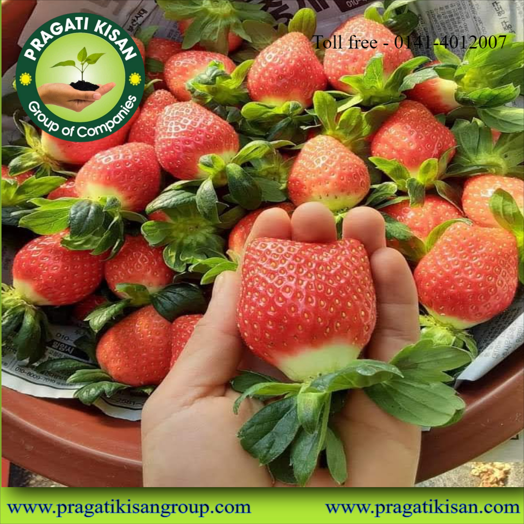 Strawberry Plants - Well-drained, Alkaline Soil | Full Sun Exposure, 0.5 Feet Green Size, 2-3 Years Shelf Life