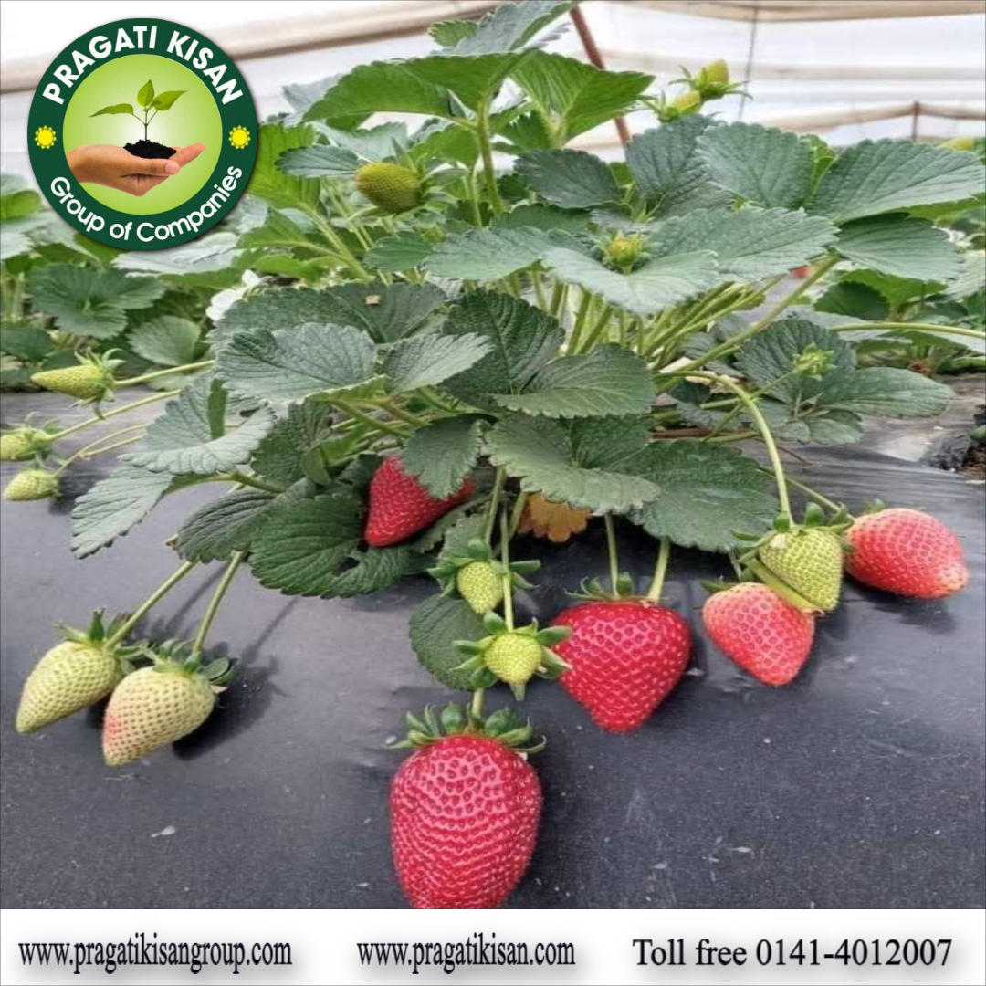 Strawberry Plants - Well-drained, Alkaline Soil | Full Sun Exposure, 0.5 Feet Green Size, 2-3 Years Shelf Life