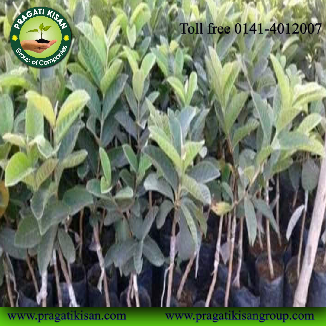 Guava Plants - Ph Value 5.0-7.0, Green Color, 15 Feet Size, Organic With 2-3 Years Shelf Life - Pragatikisan Bio Planttec