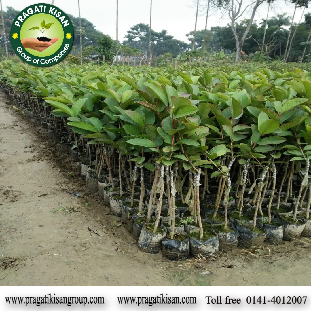 Guava Plants - Ph Value 5.0-7.0, Green Color, 15 Feet Size, Organic With 2-3 Years Shelf Life - Pragatikisan Bio Planttec