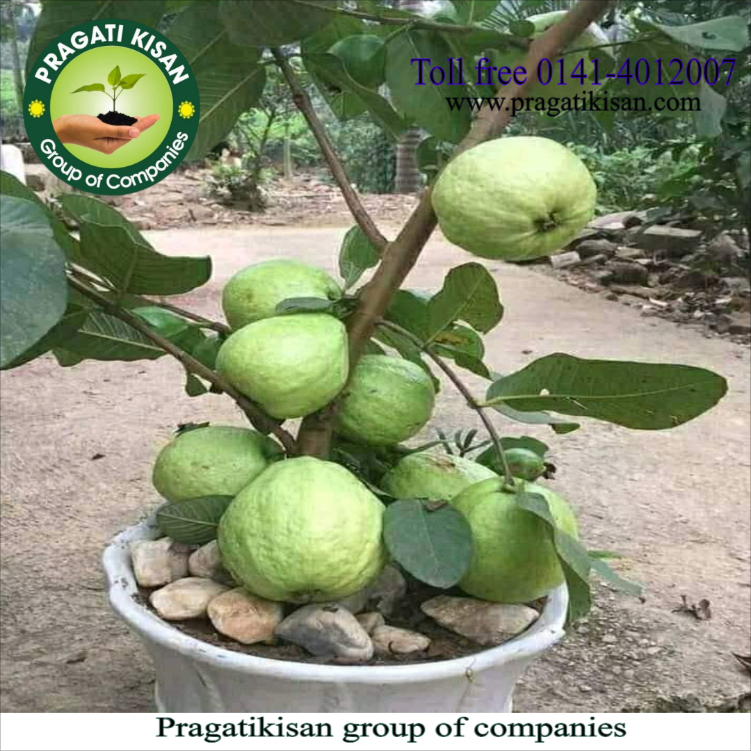 Guava Plants - Ph Value 5.0-7.0, Green Color, 15 Feet Size, Organic With 2-3 Years Shelf Life - Pragatikisan Bio Planttec