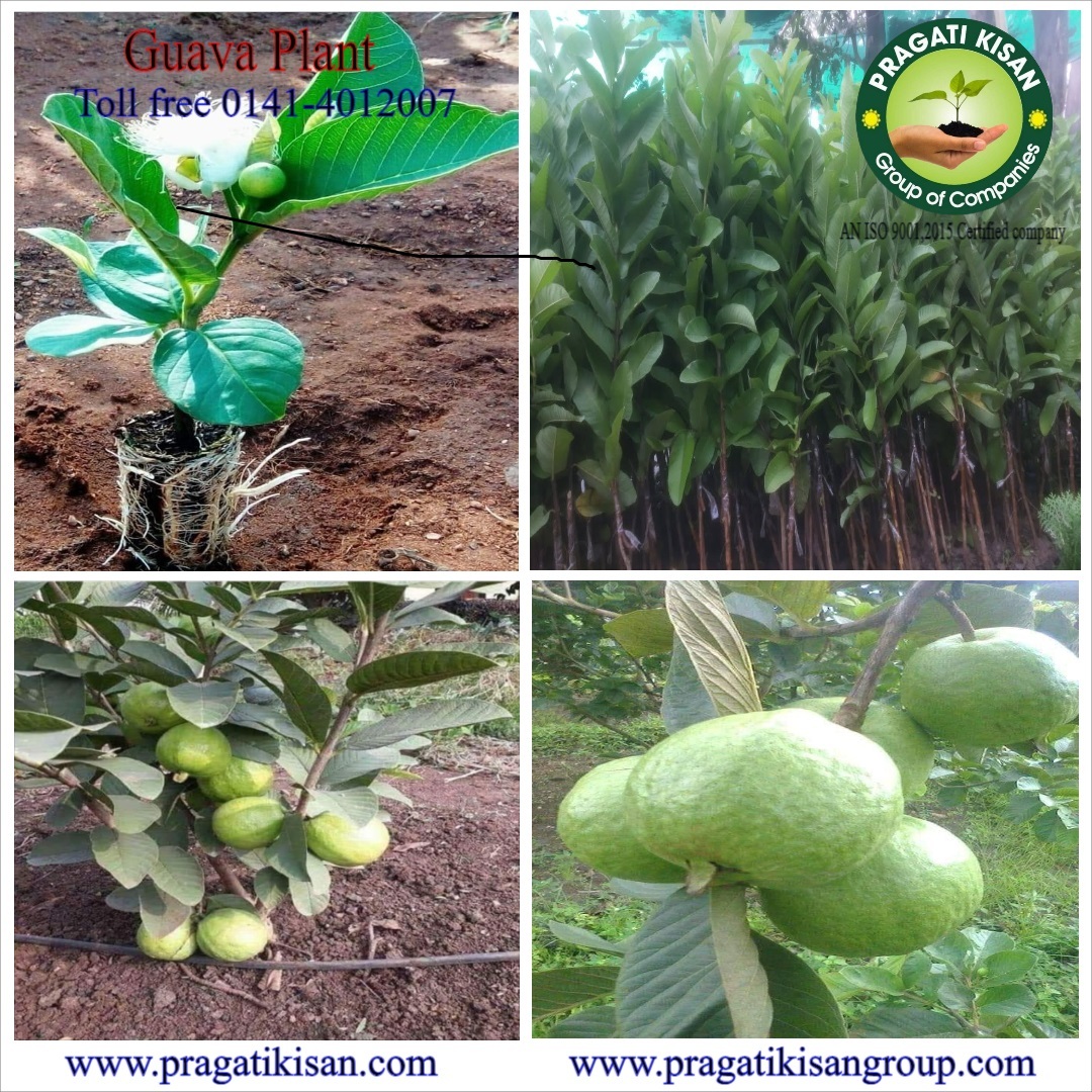Guava Plants - Ph Value 5.0-7.0, Green Color, 15 Feet Size, Organic With 2-3 Years Shelf Life - Pragatikisan Bio Planttec
