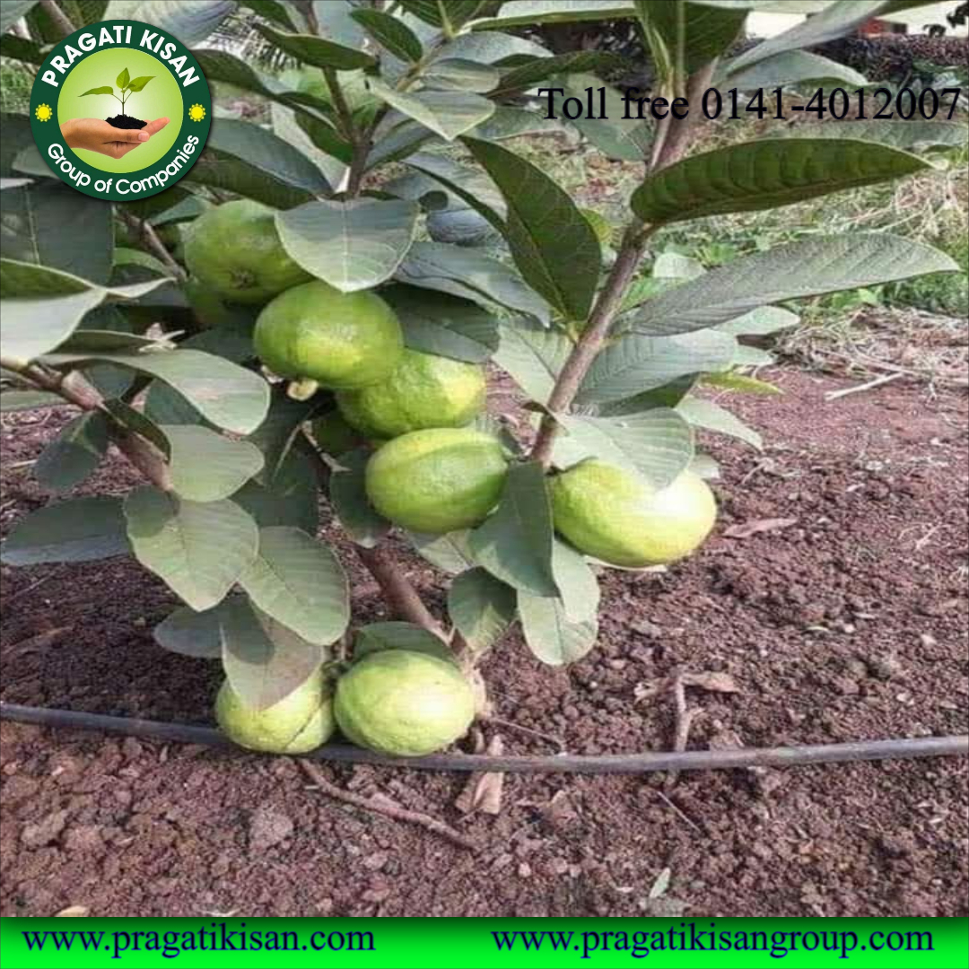 Guava Plants - Ph Value 5.0-7.0, Green Color, 15 Feet Size, Organic With 2-3 Years Shelf Life - Pragatikisan Bio Planttec