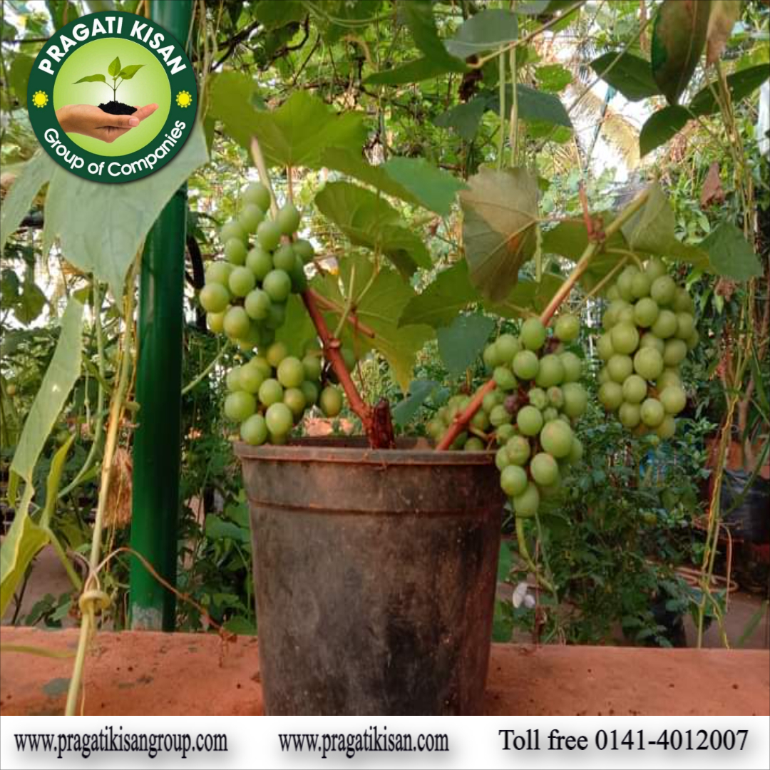Grapes Plants - 1 Ft Green Fruiting Plant | Full Sun Exposure, 2-3 Years Shelf Life, Well-drained Soil