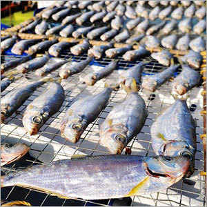 सूरज में सुखाया हुआ मछली