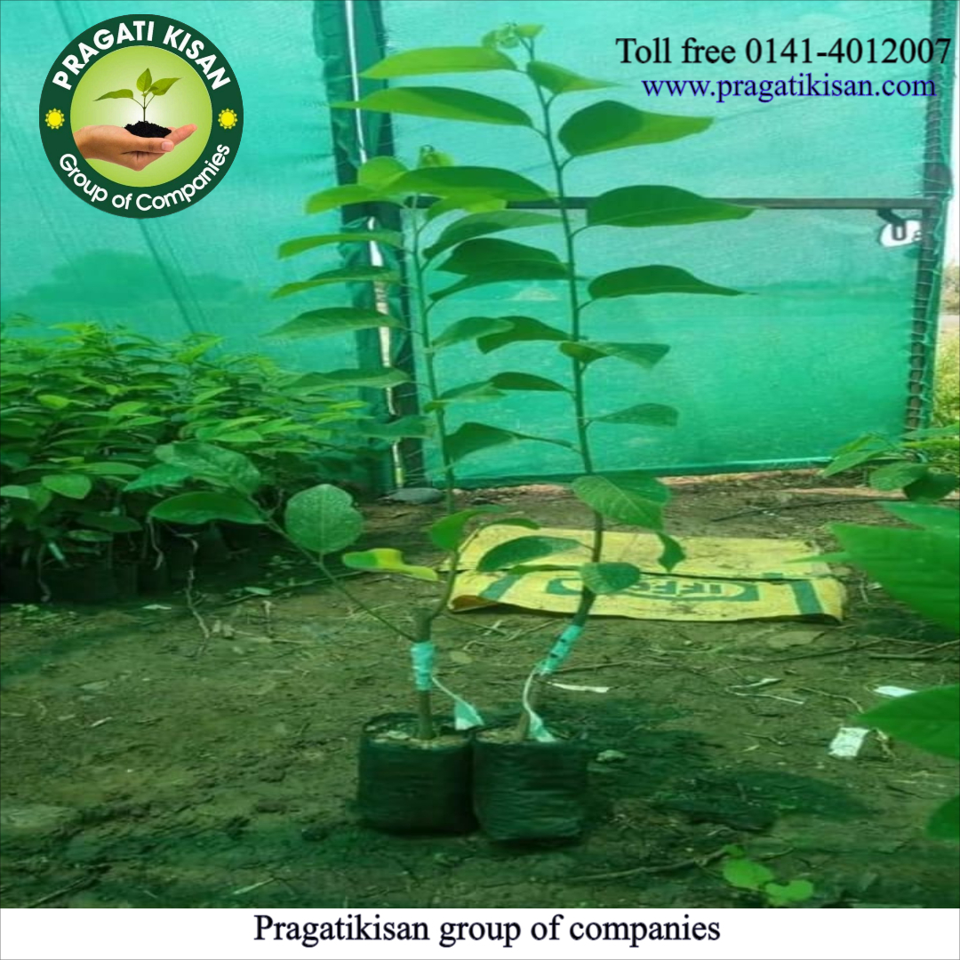 Custard Apple Plants - 2-3 Feet Size, Green Color | Long Shelf Life Of 25-30 Years, Ideal For Full Sun Exposure