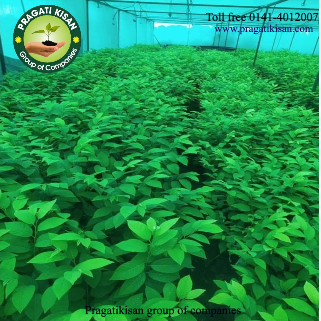 Custard Apple Plants - 2-3 Feet Size, Green Color | Long Shelf Life Of 25-30 Years, Ideal For Full Sun Exposure