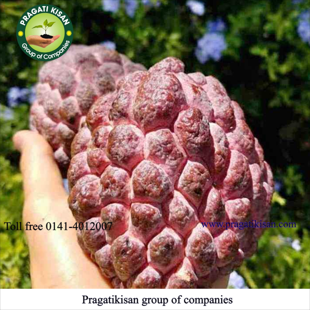 Custard Apple Plants - 2-3 Feet Size, Green Color | Long Shelf Life Of 25-30 Years, Ideal For Full Sun Exposure