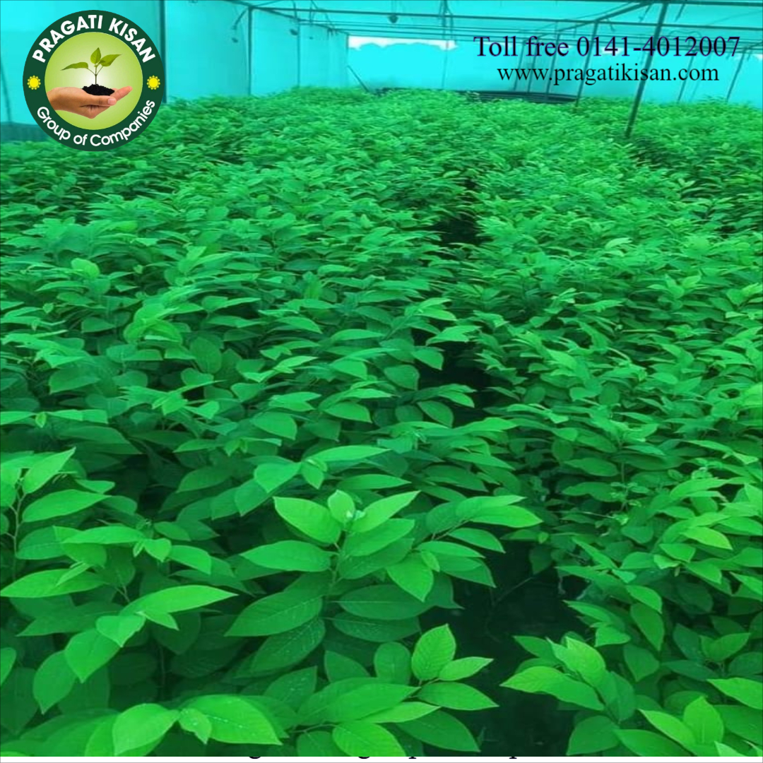Custard Apple Plants - 2-3 Feet Size, Green Color | Long Shelf Life Of 25-30 Years, Ideal For Full Sun Exposure