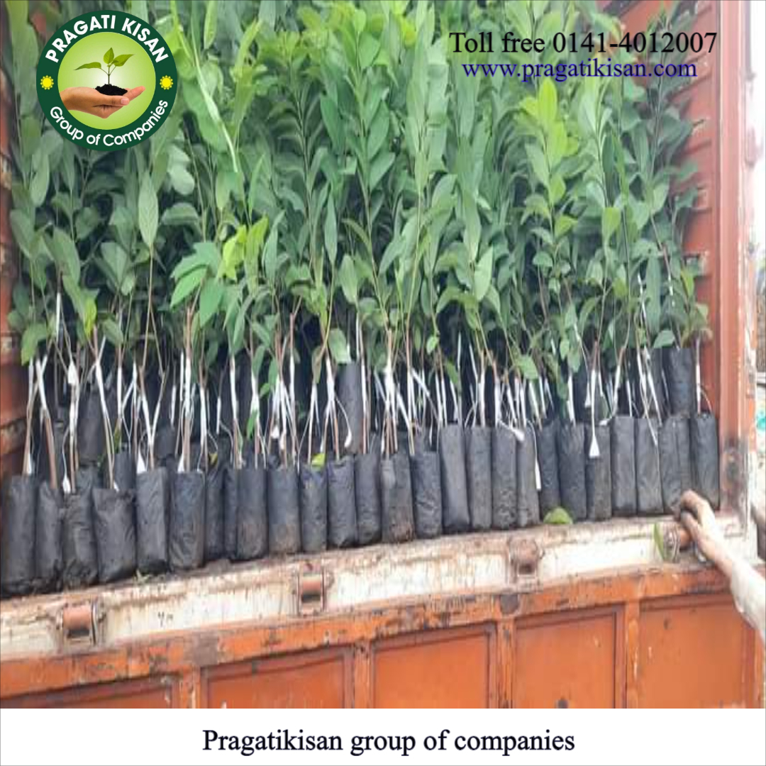 Custard Apple Plants - 2-3 Feet Size, Green Color | Long Shelf Life Of 25-30 Years, Ideal For Full Sun Exposure