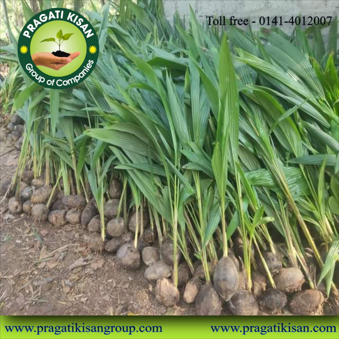 Green Coconut Plants