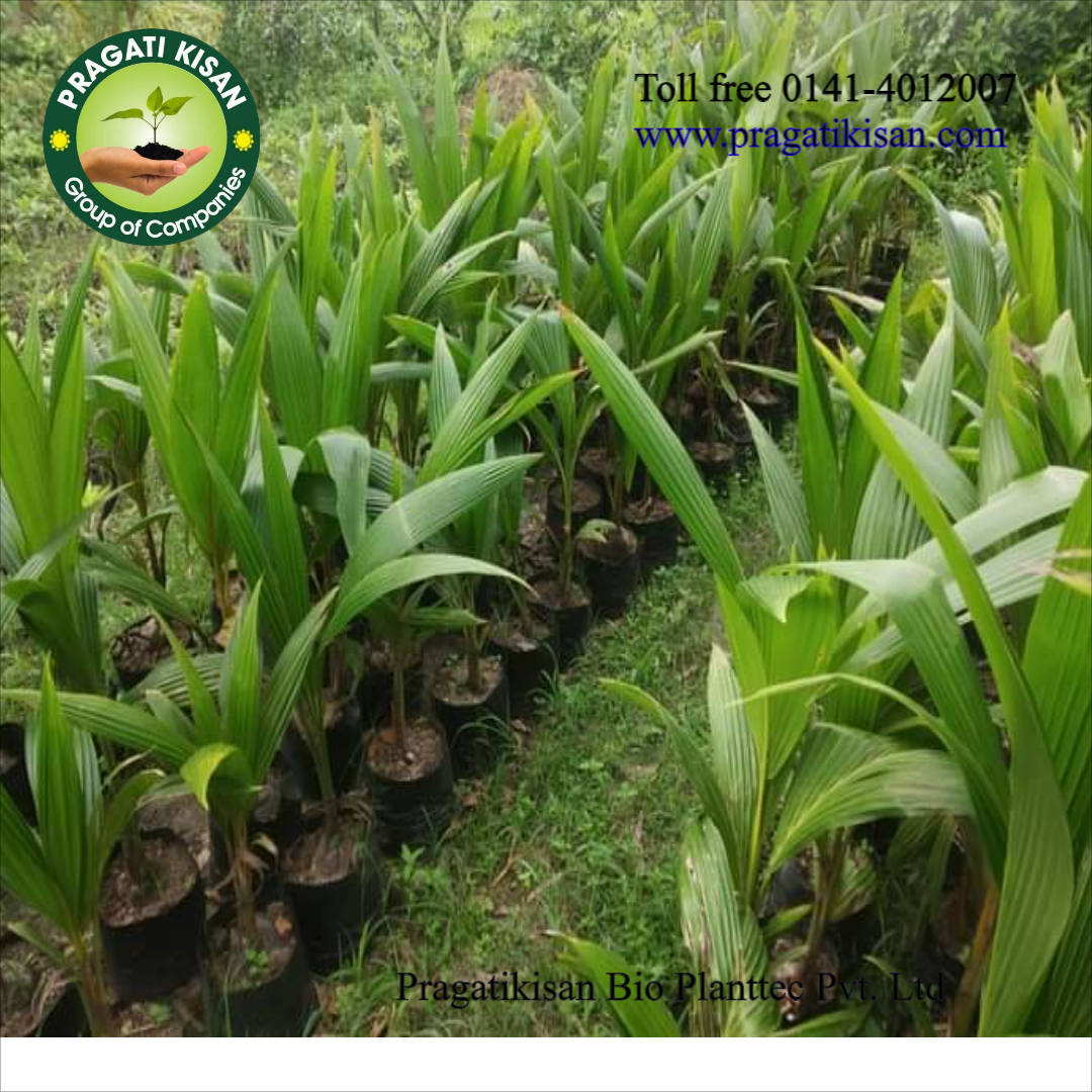 Green Coconut Plants