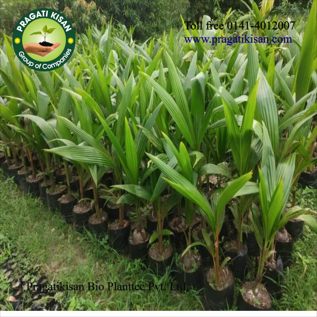 Green Coconut Plants