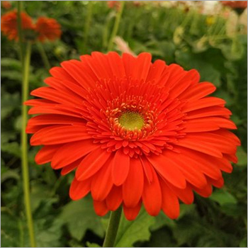 Gerbera Turnkey Project Services