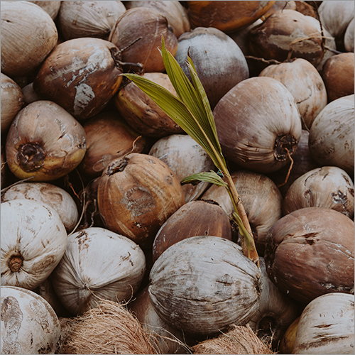 Organic Mature Coconut