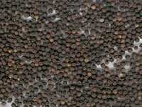 काली मिर्च